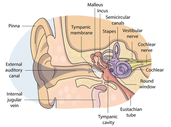 Benign Paroxysmal Positional Vertigo (BPPV) | Vector Health